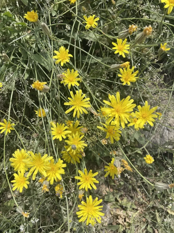 Crepis kurdica