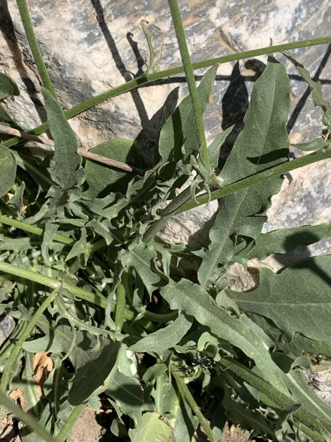 Crepis kurdica