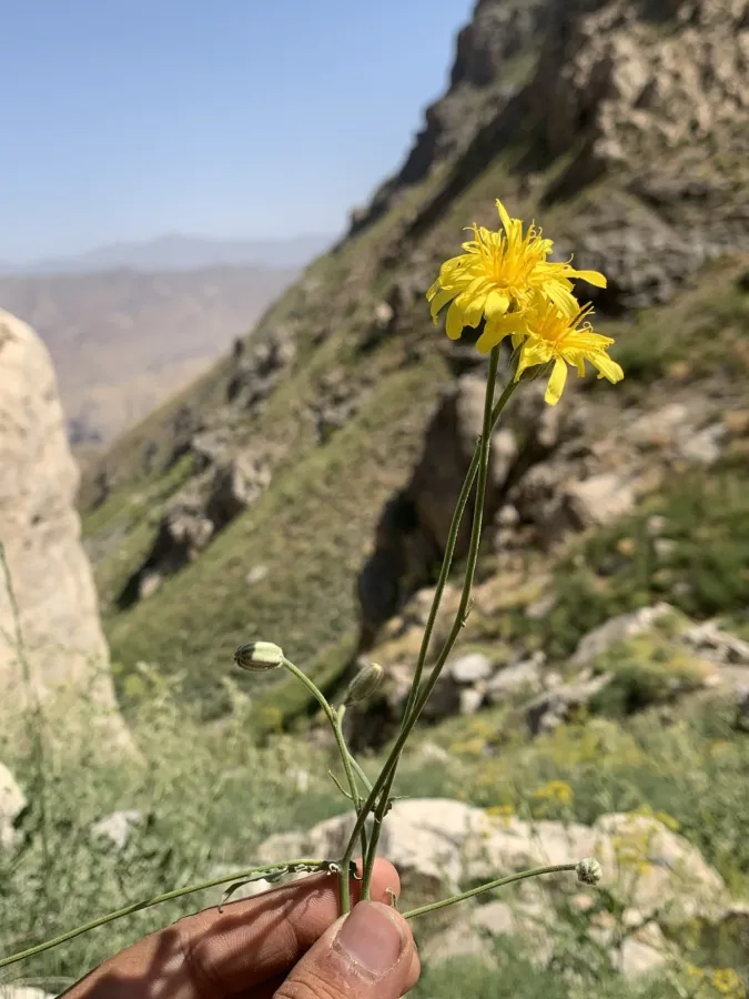 Crepis kurdica