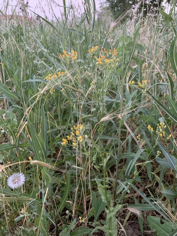 Crepis micrantha