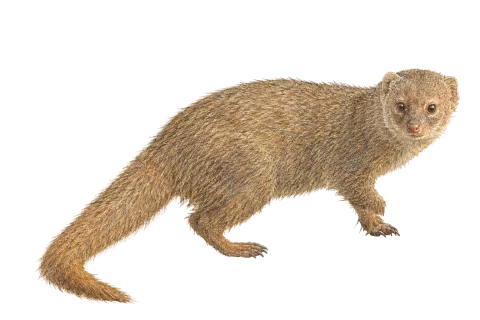 Small Indian Mongoose