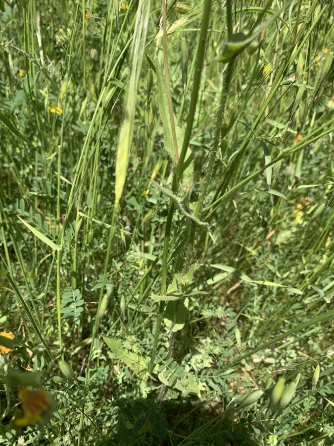Crepis micrantha