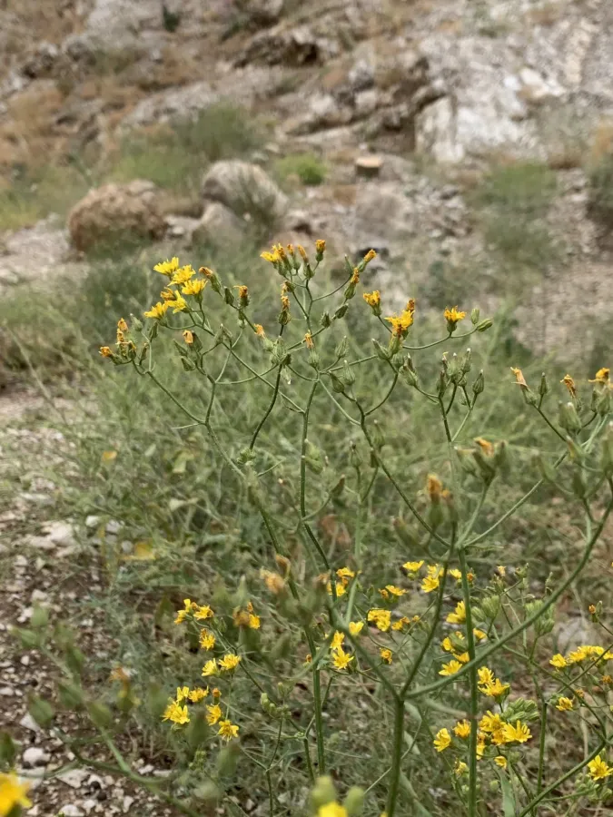 Crepis micrantha