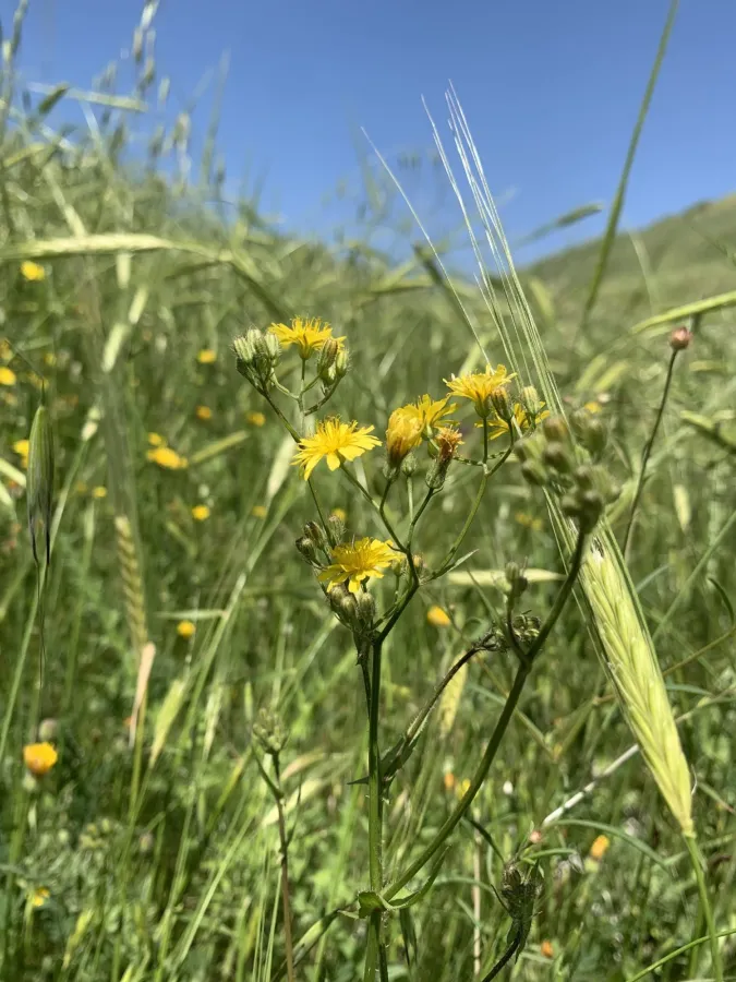 Crepis micrantha