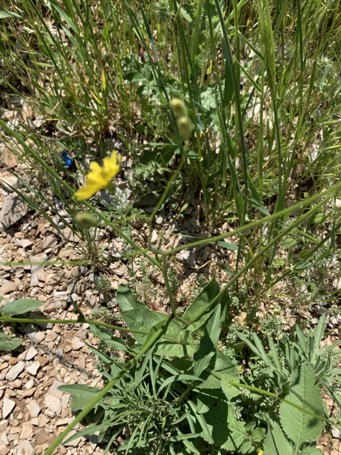 Crepis pulchra