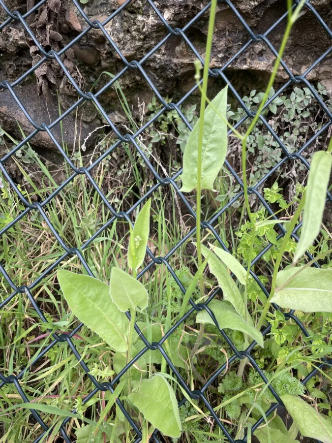 Crepis pulchra
