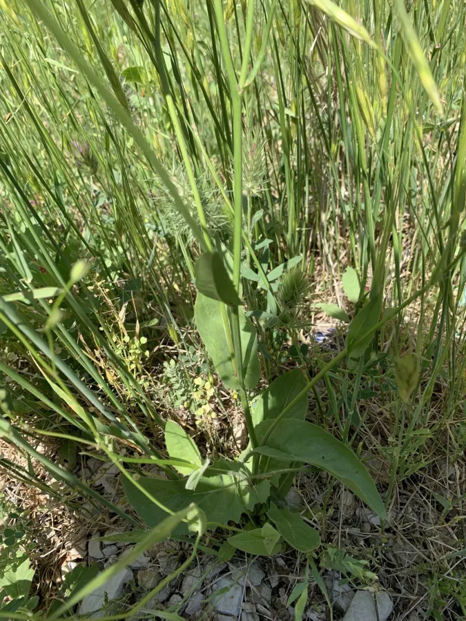 Crepis pulchra