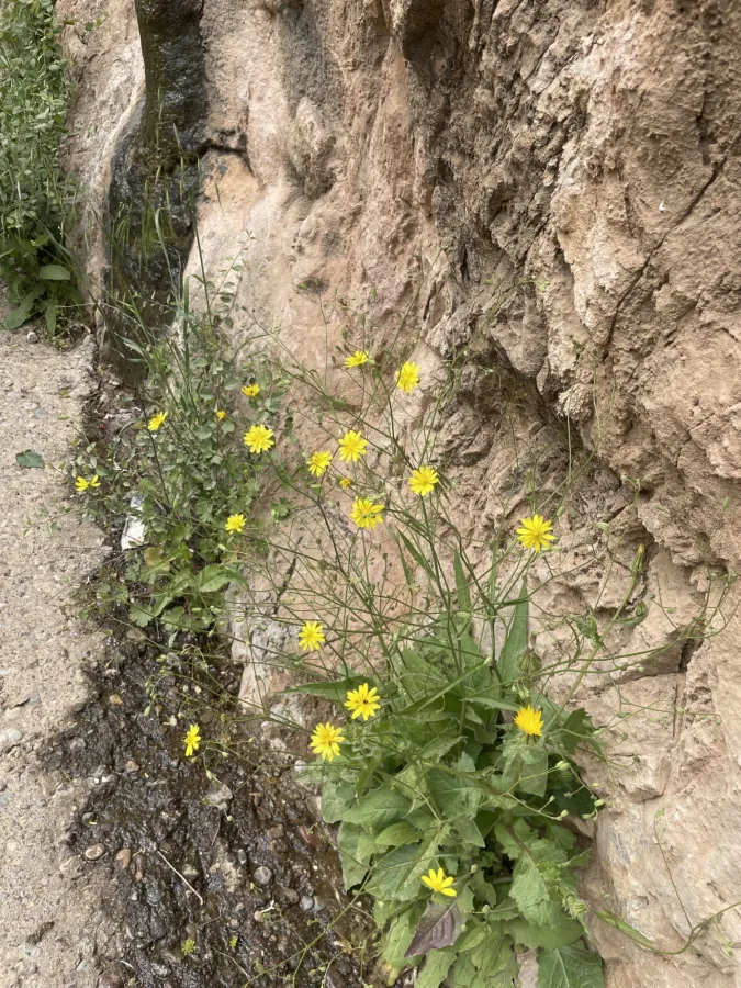 Crepis pulchra