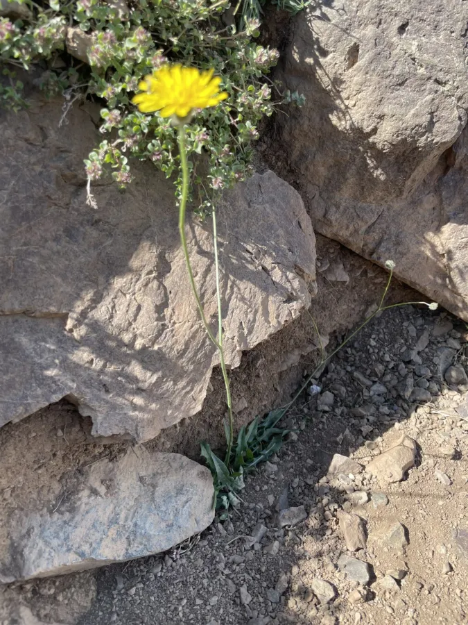Crepis sahendii