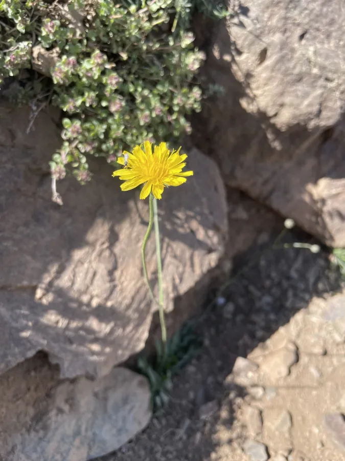 Crepis sahendii