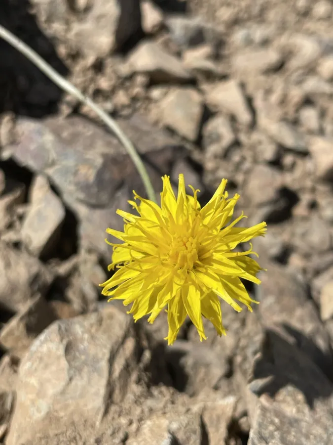 Crepis sahendii