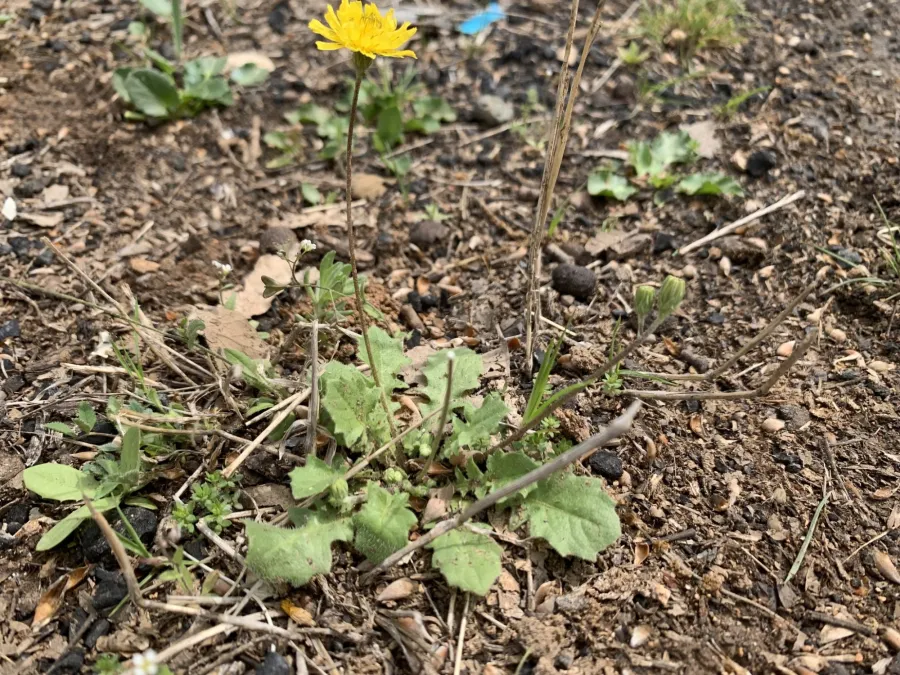 Crepis sancta