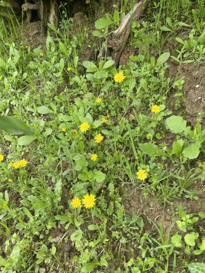 Crepis sancta