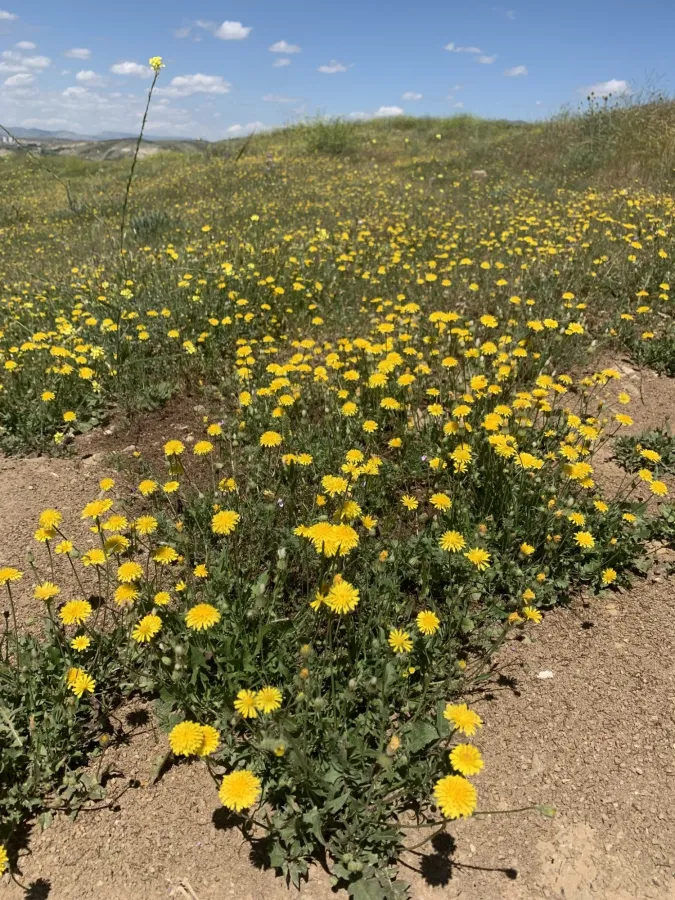 Crepis sancta