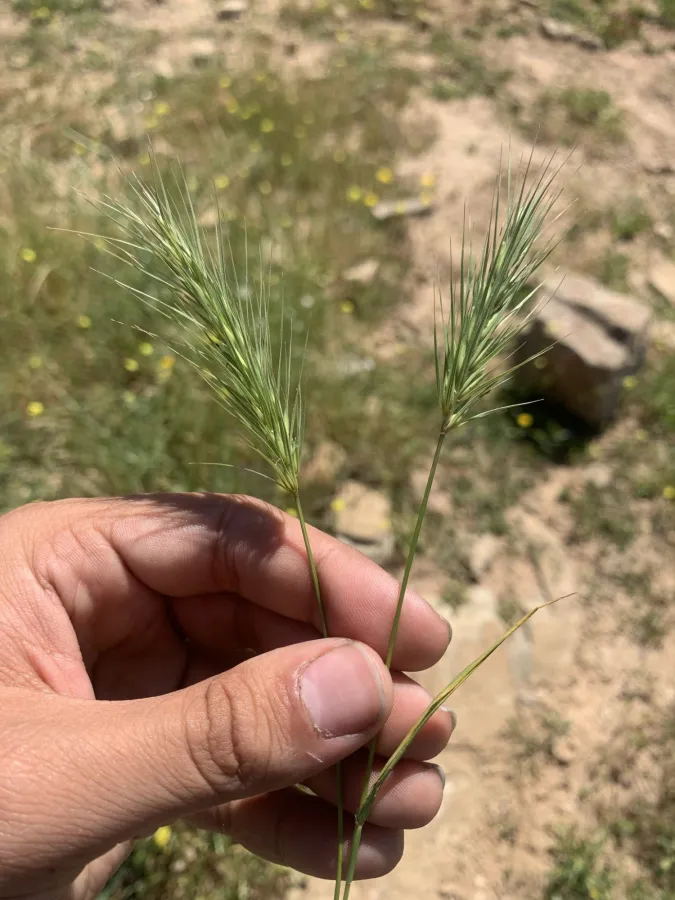 Crithopsis delileana