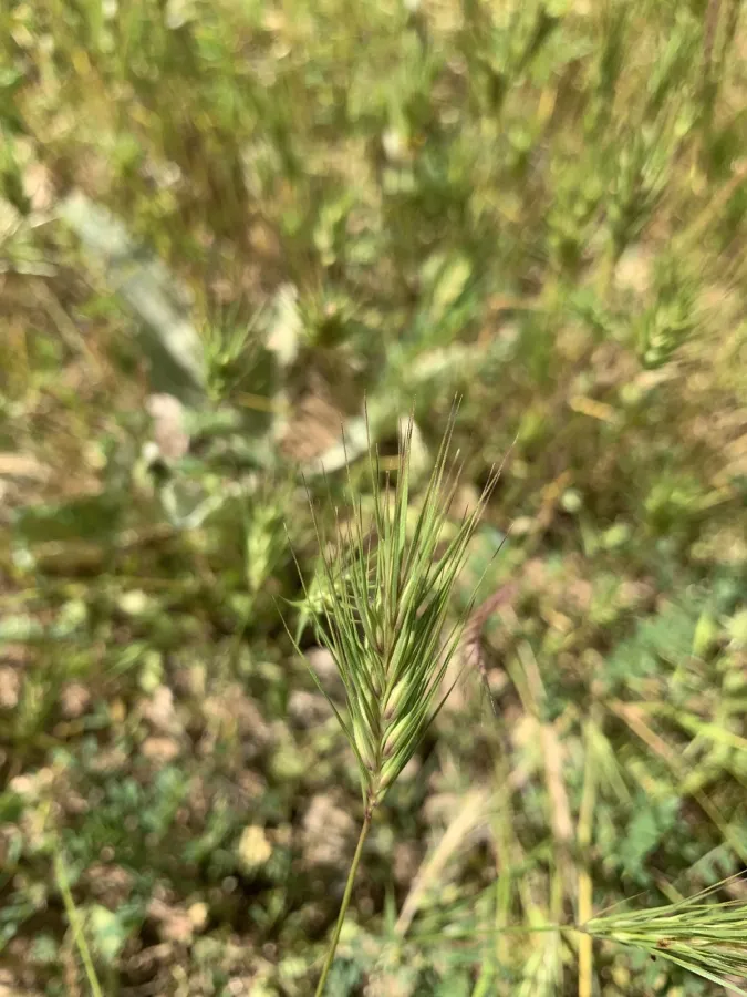 Crithopsis delileana