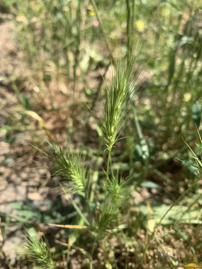 Crithopsis delileana