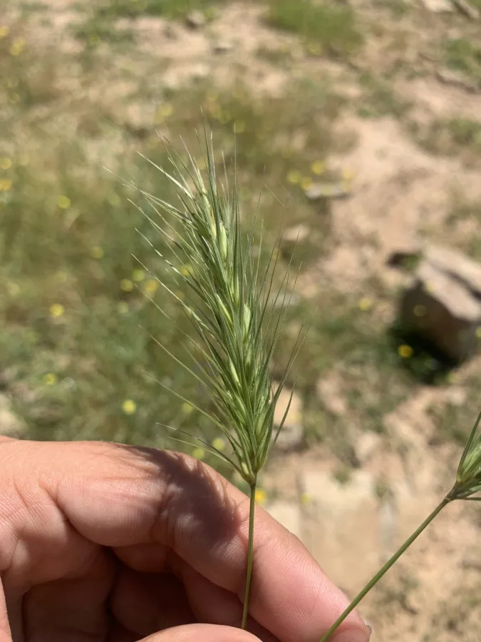 Crithopsis delileana
