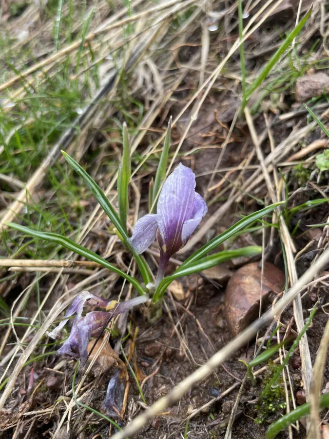 Crocus biflorus
