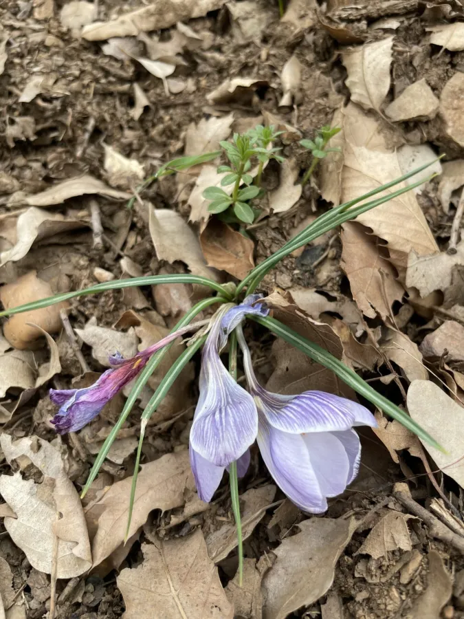 Crocus biflorus
