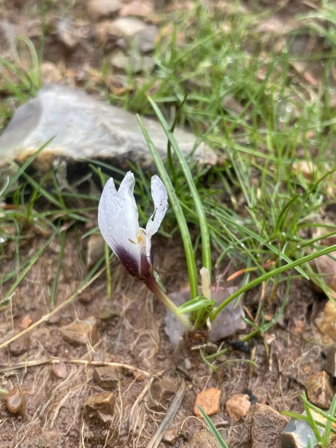 Crocus biflorus