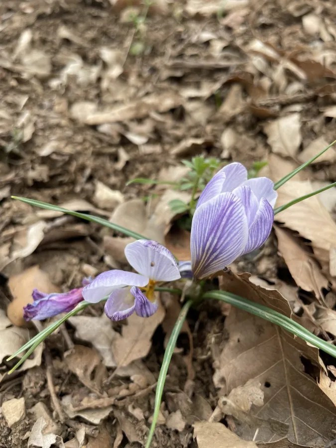 Crocus biflorus