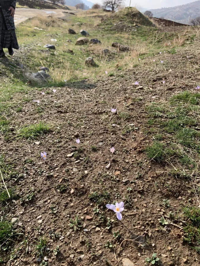 Crocus damascenus