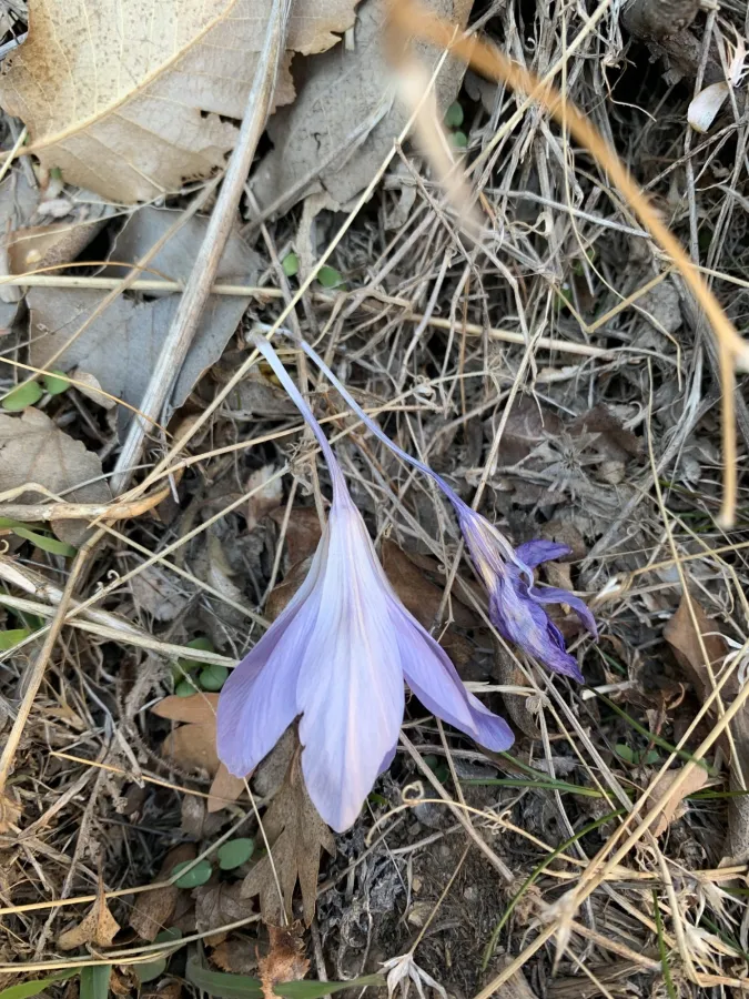 Crocus damascenus