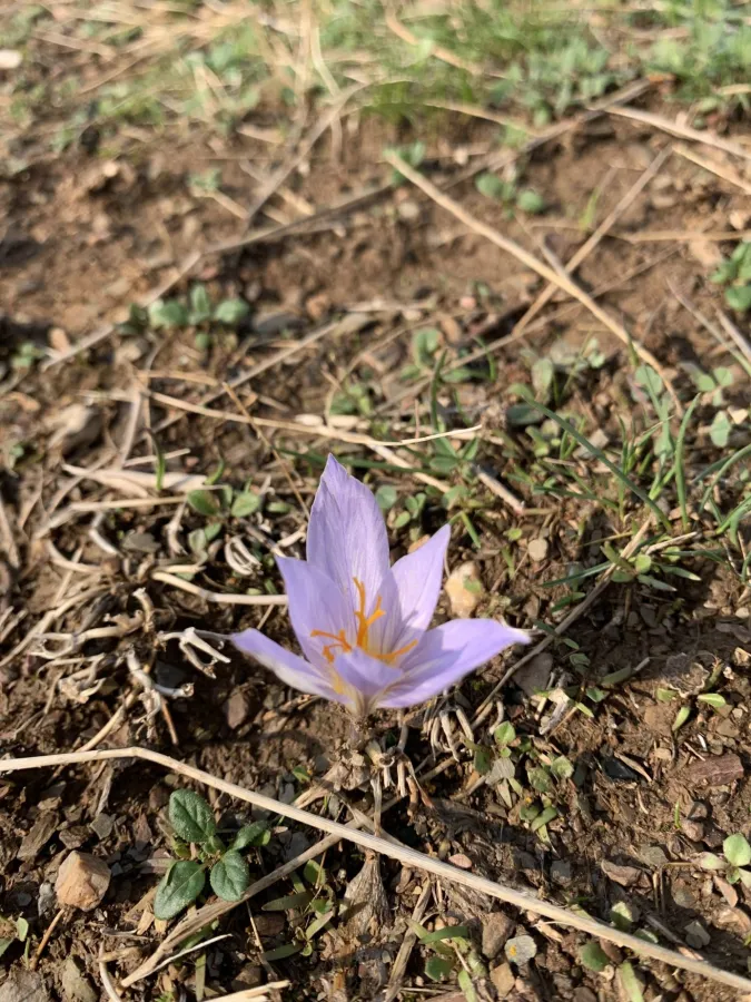 Crocus damascenus