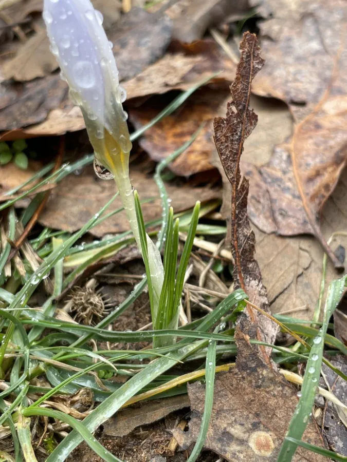 Crocus leichtlinii