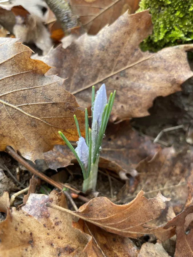 Crocus leichtlinii