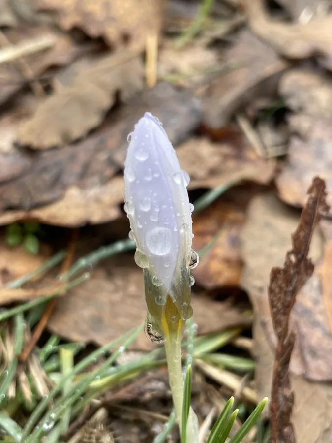 Crocus leichtlinii