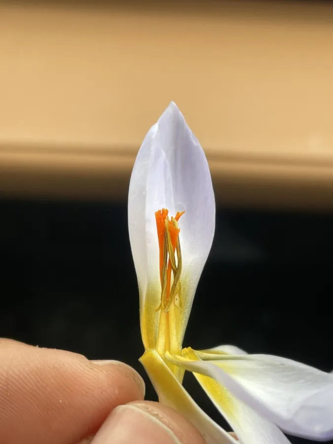 Crocus leichtlinii