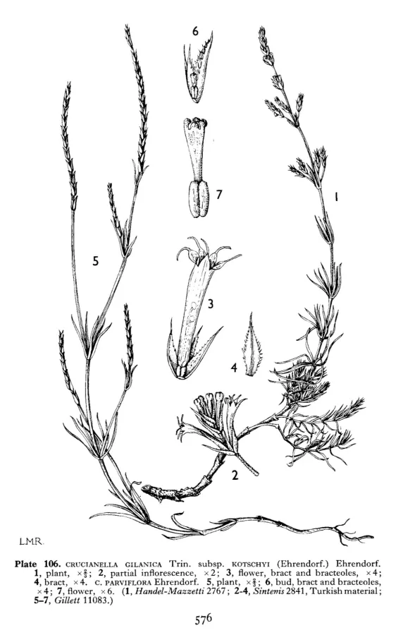 Crucianella parviflora
