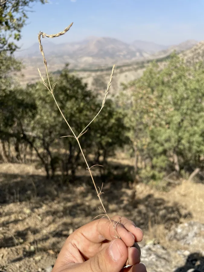 Crucianella parviflora