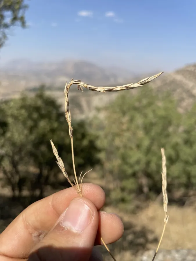 Crucianella parviflora