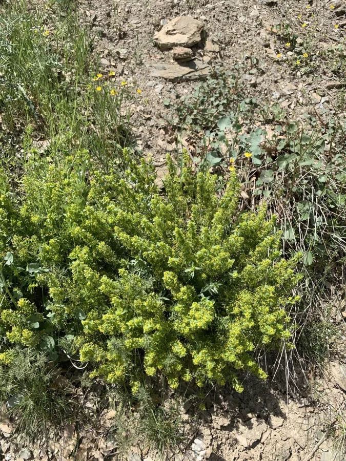 Cruciata taurica