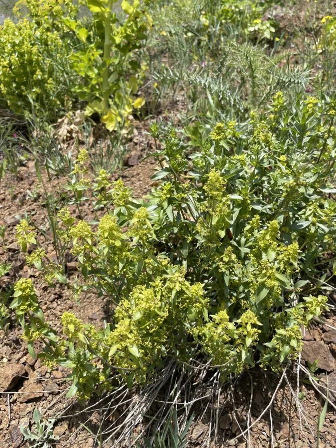 Cruciata taurica