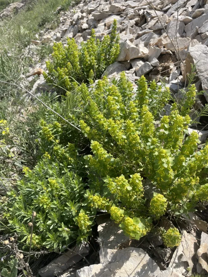 Cruciata taurica