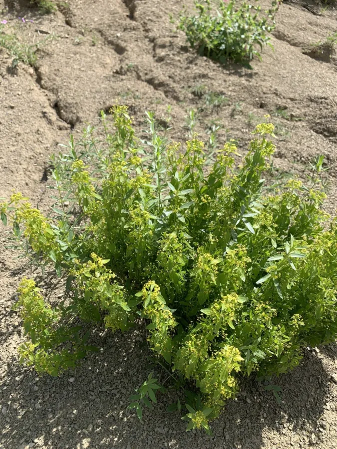 Cruciata taurica