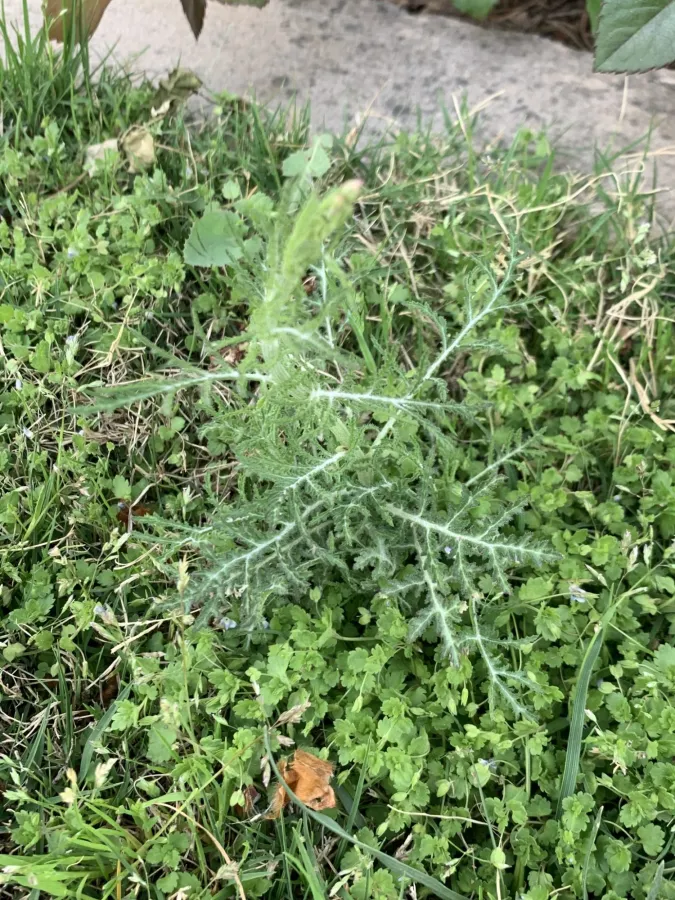 Crupina crupinastrum