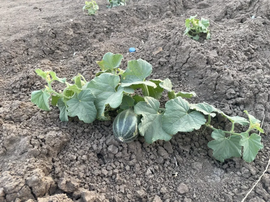 Cucumis melo