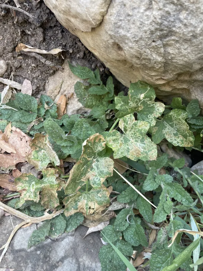 Cucumis melo