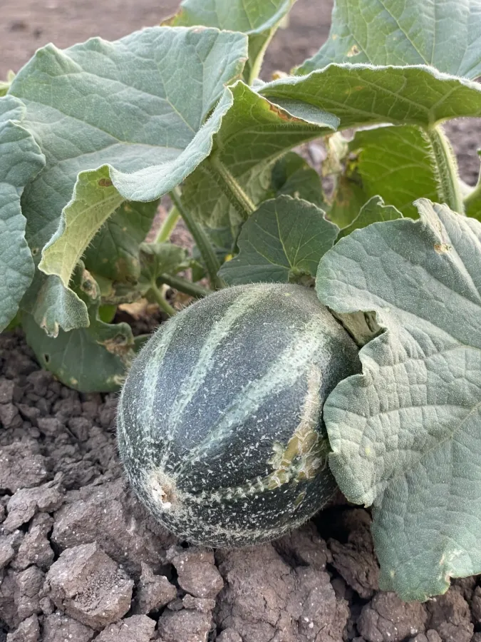 Cucumis melo