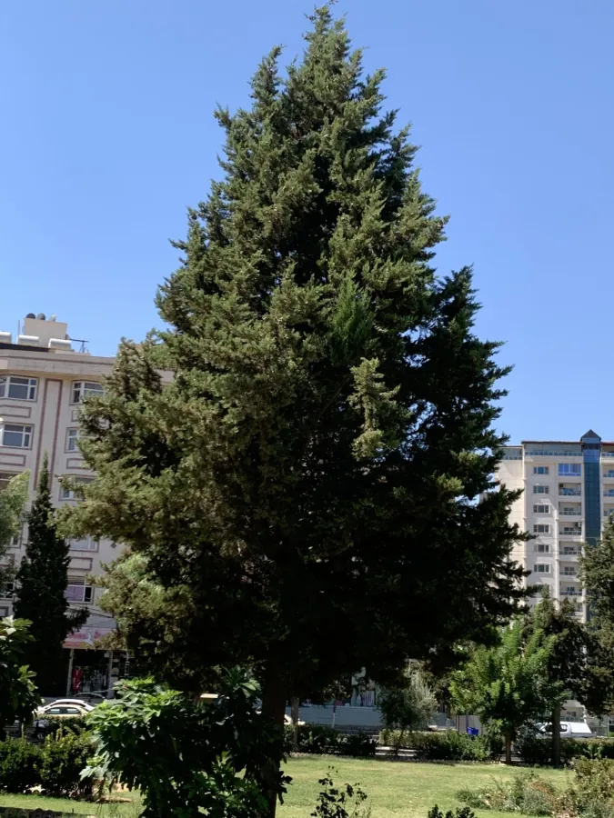 Cupressus sempervirens