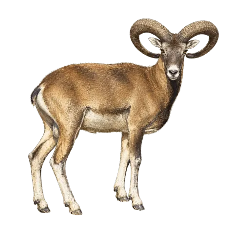 Armenian Mouflon