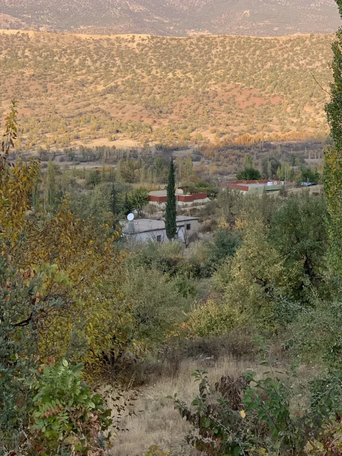 Cupressus sempervirens