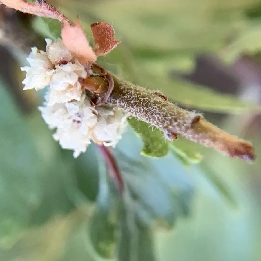 Cuscuta approximata