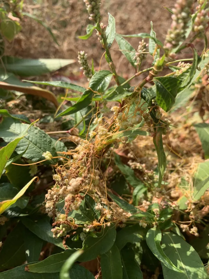 Cuscuta campestris