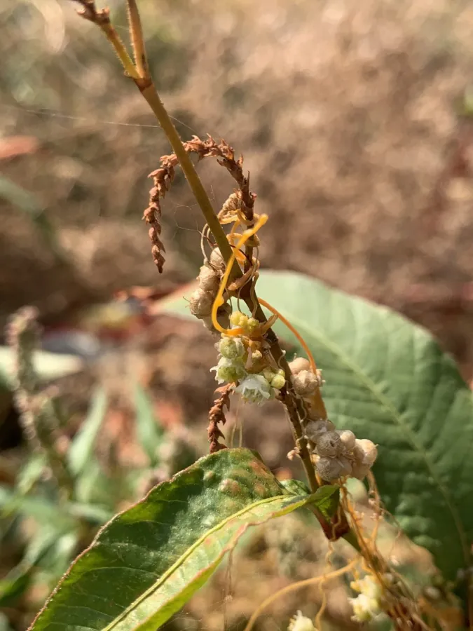 Cuscuta campestris